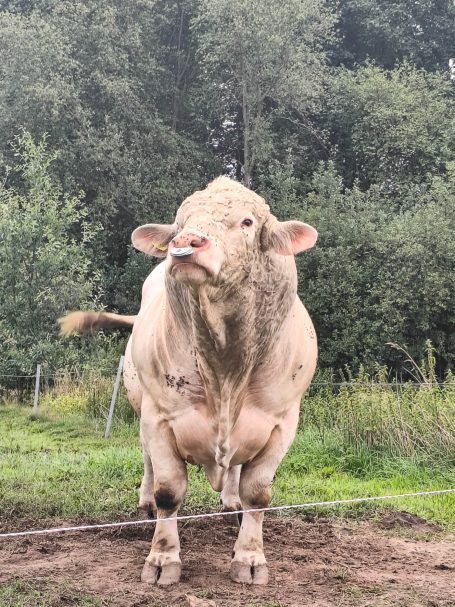 Matteo - der Stier aus Linda